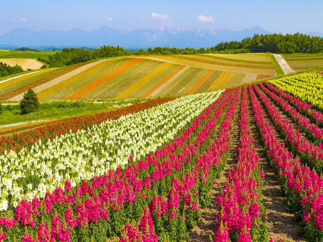 美瑛駅近くの観光情報